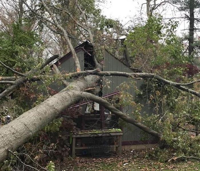 Tree fallen in the middle of building