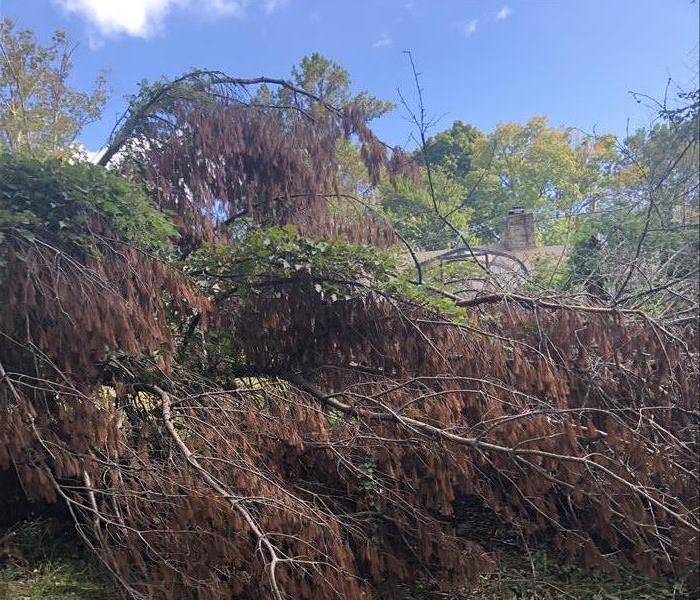 Tree fallen in front of home