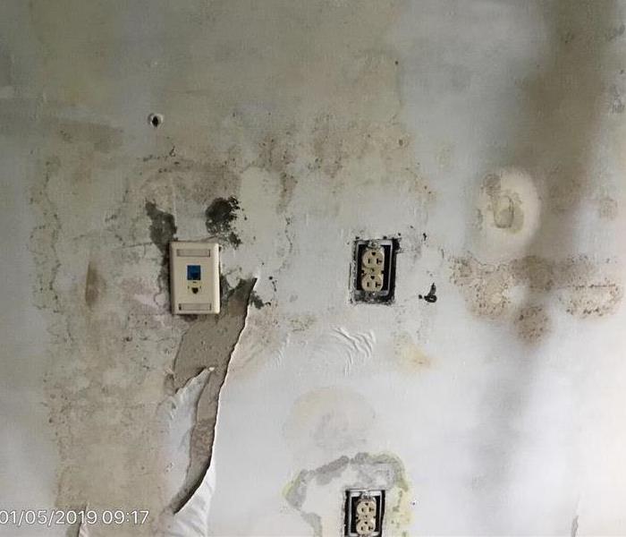 Hotel Room Wall Covered in Mold